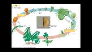 The Fern Lifecycle [upl. by Akemeuwkuhc994]