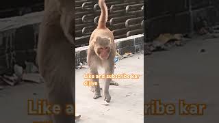 Monkey ka pichhwada Lal Lal 🤣🤣🤣 [upl. by Rizzi]