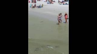 Stingray Attack in Florida MUST SEE [upl. by Nospmis]