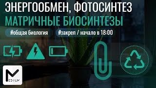 Практика  Энергообмен amp Фотосинтез amp Синтез белка  Закреп [upl. by Yetsirhc]