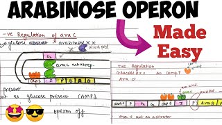 Arabinose operon Positive amp Negative Regulation molecularbiology madeeasy 🤩 [upl. by Annauqal]