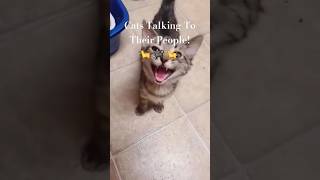 🐈‍⬛🐈‍⬛🐈‍⬛ Cats Talking To People 🐈‍⬛🐈‍⬛🐈‍⬛shortvideo funnycats [upl. by Earazed]