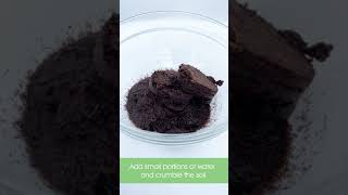 How to Grow Bonsai Tree From Seeds Video Tutorial Natureit [upl. by Killigrew915]