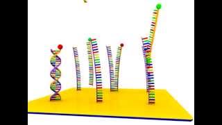 DNA Microarray [upl. by Ottilie]