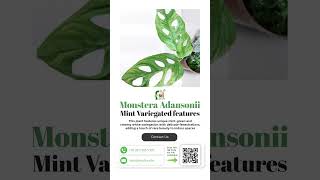 Is Monstera Adansonii Mint Variegated REALLY Worth the Hype [upl. by Resaec]