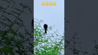 Choor black bird 🐦‍⬛😳। Amazing black Bird । Amazing bird shorts [upl. by Elda307]