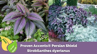 Strobilanthes dyerianus  Proven Accents® Persian Shield [upl. by Ayotahs]