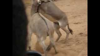 ET Tour Mar04232013 1193 Donkey fighting [upl. by Ahset]