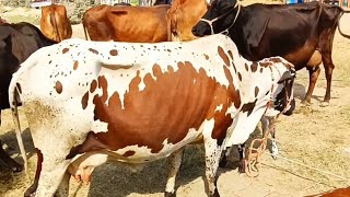 cattle market fateh pur and rate information [upl. by Intosh]