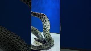 Giant Moray Eel  Monster fish Aquarium  Natural Aquarium Setup  Mayur Dev Aquascaper [upl. by Kaiser]