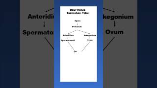 DAUR HIDUP TUMBUHAN PAKU  FERN LIFE CYCLE shorts lifecycle [upl. by Concepcion]