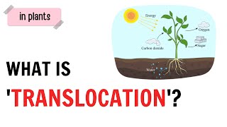 What is Translocation   QnA Explained [upl. by Mareah]