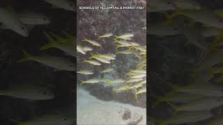 SCHOOLS OF YELLOWTAIL SNAPPER amp PARROT FISH [upl. by Spada925]