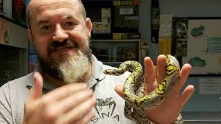 SNA Intermediate Series Episode 20  Mandarin Rat Snake Euprepiophis mandarinus [upl. by Annodas]