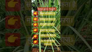 Lemon grass benefitsnature [upl. by Ahsla]