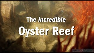 The Incredible Oyster Reef [upl. by Ingham]