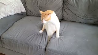 Funny Cat Videos of 2024 😍 Try not to laugh [upl. by Aggarwal]