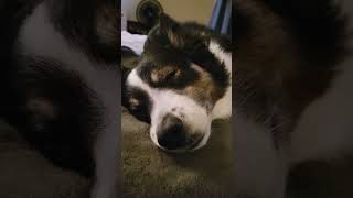 Sleepy Dog Lullaby 🥰❤🐕💓doglover shortsvideo dogshorts sleepydog [upl. by Smiley]