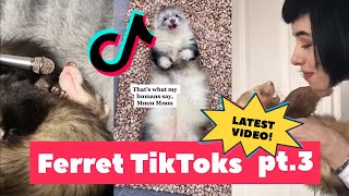 FERRETS Taking Over TikTok  FUNNIEST Trending pt 3 [upl. by Uund]