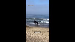 Outrage over man slapping beached whales tail [upl. by Streetman450]