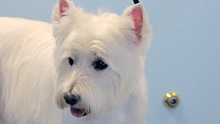 How to Groom a Westie  West Highland White Terrier  DoItYourself Dog [upl. by Rust]