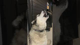 Malamute howling at the moon [upl. by Grieve630]