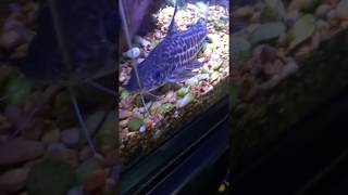 My full grown Pictus Catfish [upl. by Mario586]