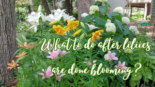 ✂ How to Deadhead Asiatic Lilies amp Tips to Prepare Lilies for Next Years Blooms🌸 cutting back lily [upl. by Ddarb]