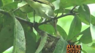 JULÍAN CHIVÍ Blackwhiskered Vireo Vireo altiloquus alimentando su cría en el nido [upl. by Ydnyc865]