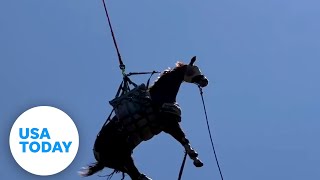 Horse airlifted to safety and examined by vets after slipping on trail  USA TODAY [upl. by Nlocnil]