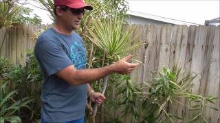 How to Grow Dracaena From Cuttings  5 Different Varieties of Cuttings Used in This Video [upl. by Service842]