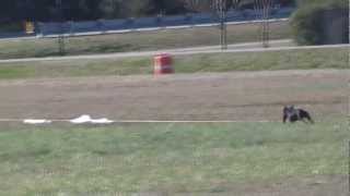 French Bulldog Running in Lure Coursing [upl. by Neau]