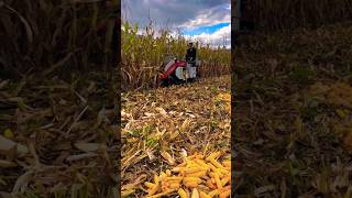 mini corn harvester 😱😱 shorts corn harvester [upl. by Juta]