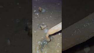 Extracting sea moss in a smart way twolessfishinthesea snail [upl. by Nilra86]