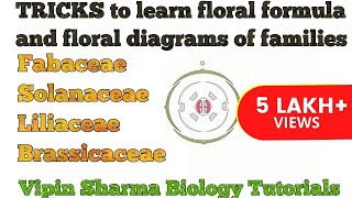 Trick to Learn FLORAL FORMULA and DIAGRAMS of Family Fabaceae Solanaceae Liliaceae  NEET UG [upl. by Laehcar]