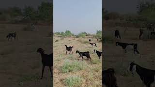 Goats eating Grass feilds ground [upl. by Erle]