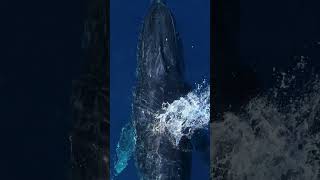 The majestic humpback whale crosses your screen [upl. by Blackington]