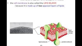 Lecture 11  Membrane Structure  Chapter 11 [upl. by Ahsinhoj]