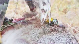 Tiercel Goshawk hunting Cottontails in slow motion [upl. by Yatnahs485]