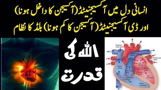 oxygenated blood and deoxygenated blood System  Blood Circulation In Heart  AsadBinSanaUllah [upl. by Etirugram]