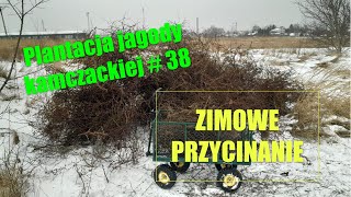 Plantacja jagody kamczackiej 38  Zimowe przycinanie krzewów [upl. by Merete]