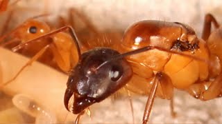 North American Ant Species As Pets  Arizona Ants [upl. by Karlow]