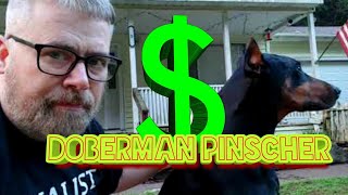 How much does a Doberman Pinscher Cost to Keep VIEWER Question [upl. by Bohrer70]