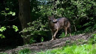 Greater Yellowstone Coalition discusses impact of 5 wolves killed near Gardiner [upl. by Cullin]