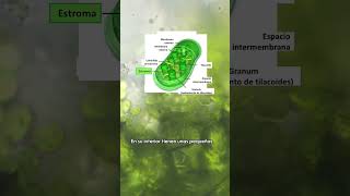 CLOROPLASTOS BAJO el MICROSCOPIO🌱🔬 [upl. by Hyacinth]