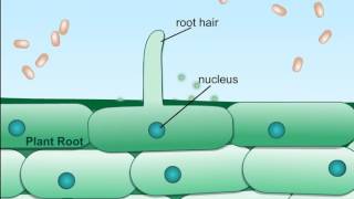 Plant Root Nodule formation720p [upl. by Cece396]