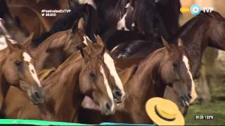 Ingreso de Tropillas Entabladas en el Festival de Jesús María 2016 [upl. by Icam]