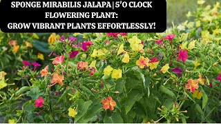 Sponge Mirabilis jalapa 5O Clock flowering plant Grow Vibrant Plants Effortlessly [upl. by Gillian]