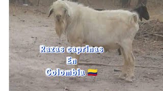 razas criollas Colombianas 🇨🇴 razas caprinas de Colombia 🐐 [upl. by Barabas]