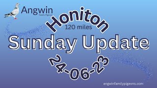 Angwin Family Pigeons  Sunday Update  250623  11th Race of 2023 From Honiton racing 120 miles 😎 [upl. by Aivatnahs]